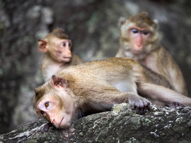 野生のサルの家族。