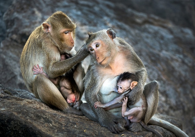 野生のサルの家族。