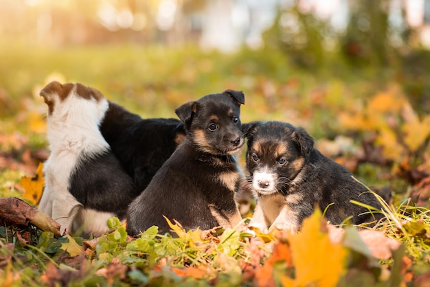 Famiglia di cuccioli appena nati nel parco