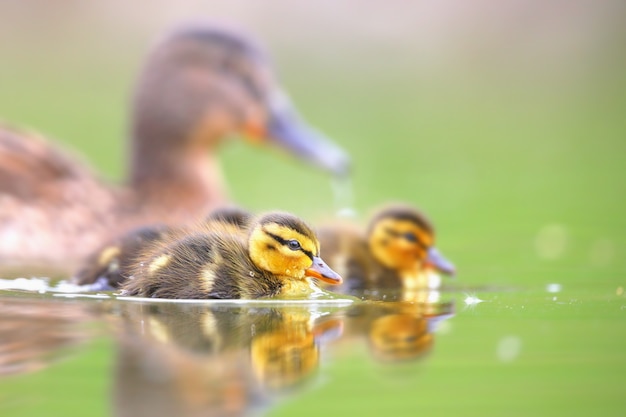 写真 春に水の上を泳ぐ小さなアヒルの子とマガモの家族