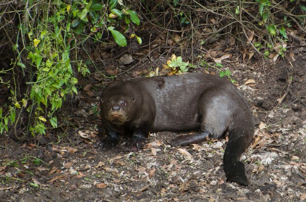 ブラジルの湿地に生息するカワウソの家族