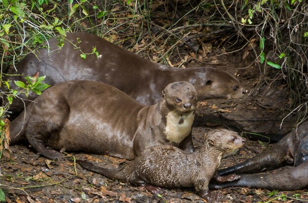 Photo family of otters in the brazilian wetland