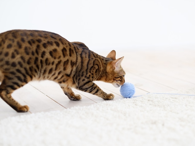 Family pets domestic animals. gorgeous beautiful bengal cat playing with yarn ball on white background