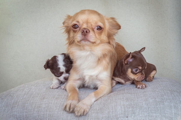 Family portrait of a chihuahua mother and her two cubs.