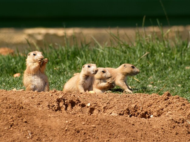 Photo a family of prairie dogs