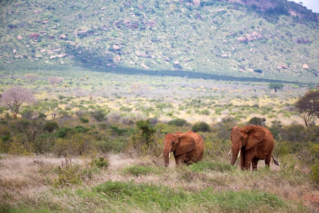 A family of red elephants on their trek through the savanna