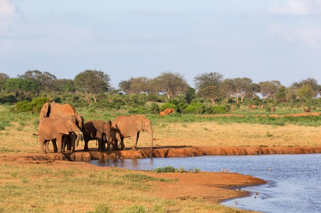 A family of red elephants at a water hole in the middle of the savannah