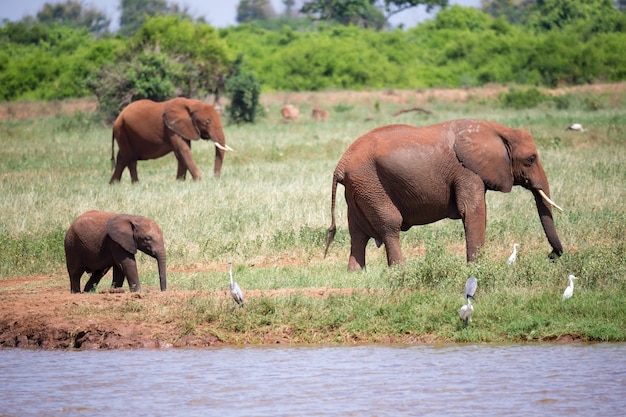 사바나 한가운데 물웅덩이에있는 붉은 코끼리 가족