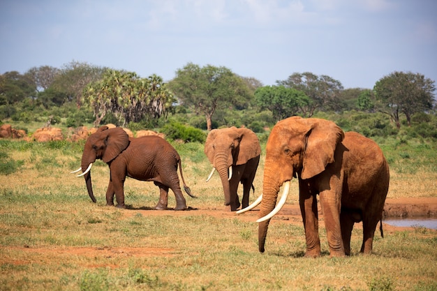 The family of red elephants at a water hole in the middle of the savannah