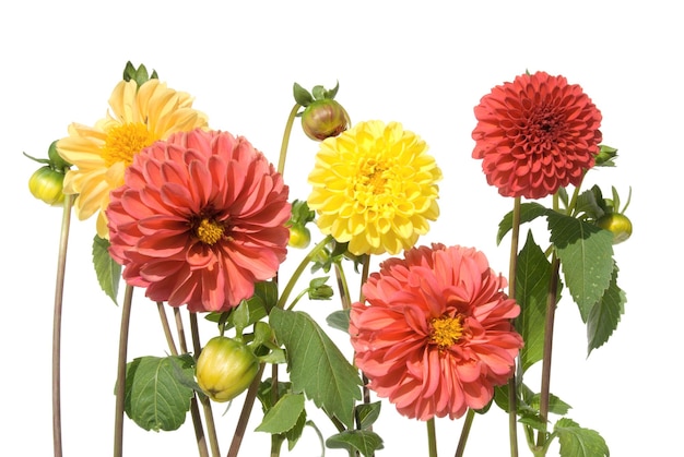 A family of red and yellow asters on white