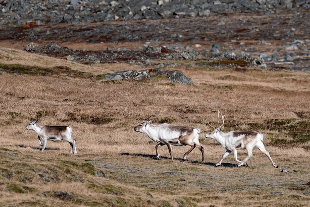 Family of Reindeer in the fields of Iceland