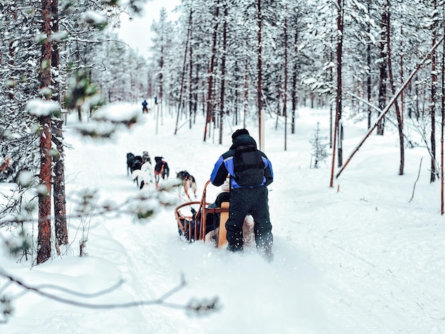 写真 冬にラップランドのフィンランドでハスキー犬ぞりに乗る家族。