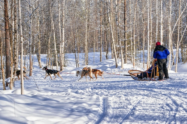 Family riding husky dogs sled in Rovaniemi, Lapland in Finland