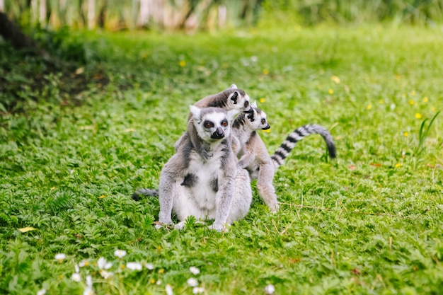 Family of ring-tailed Lemur sit on the trgrass . Lemur catta looking at camera. Beautiful grey and white lemurs. African animals in the zoo