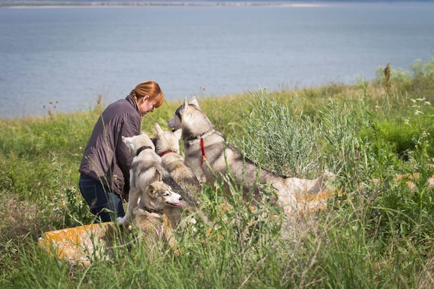 Family of Siberian Husky playing on the grass in the field