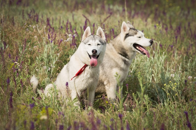 Family of Siberian Husky playing on the grass in the field