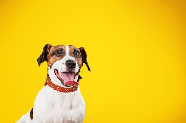 Family smile little dog on yellow background