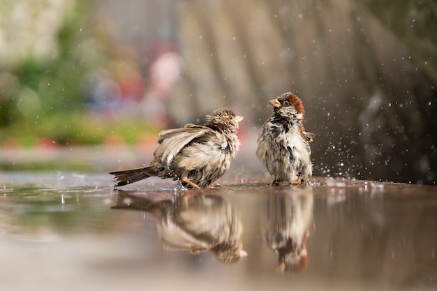 都市の噴水の近くの家族のスズメのスズメ