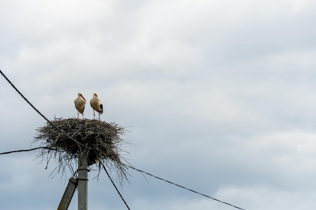 A family of storks stands in a large nest against a background of blue sky and clouds A large stork nest on an electric concrete pole The stork is a symbol of Belarus