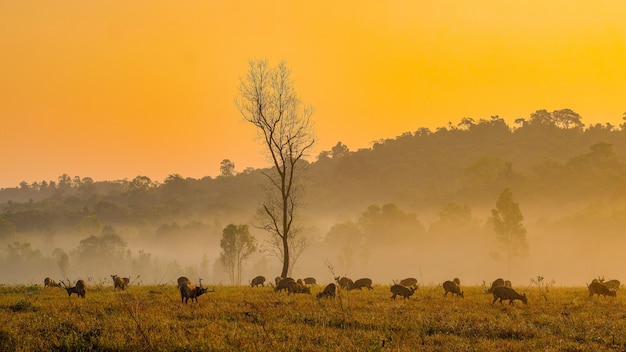 Family Sunset Deer at Thung Kraang Chaiyaphum Province, Thailand