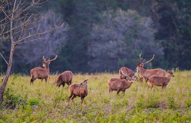 Family Sunset Deer at Thung Kramang Chaiyaphum Province, Thailand