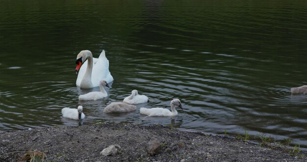 湖の白鳥の家族