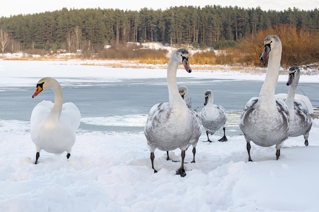A family of swans on the shore of a frozen lake. Swans in winter.