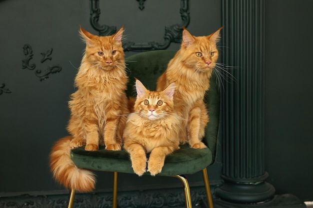 Family of three red fluffy Maine Coon cats sits on a green velvet chair