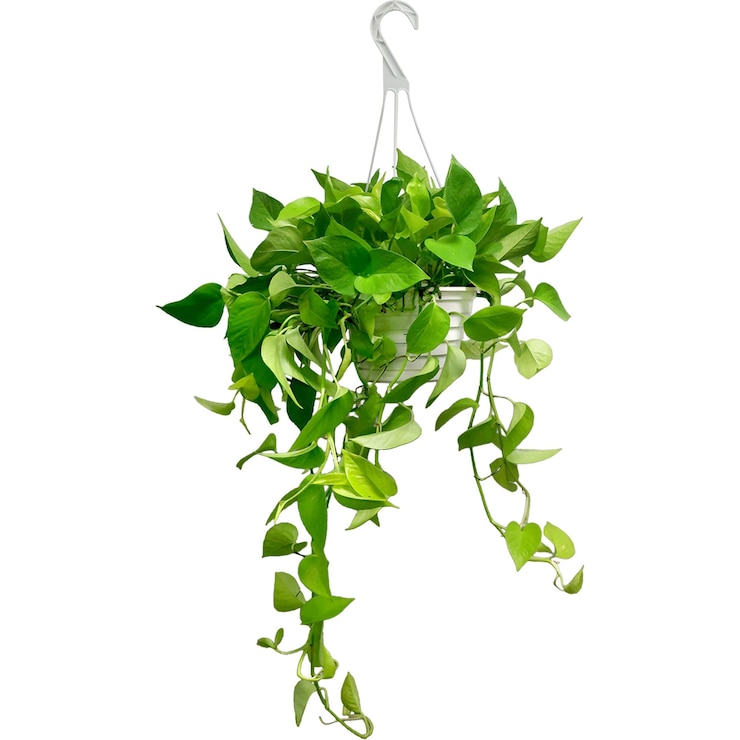 Photo family tree swiss cheese plant flowerpot plant stem flowers