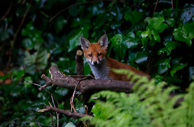 A family of urban foxes exploring in the garden