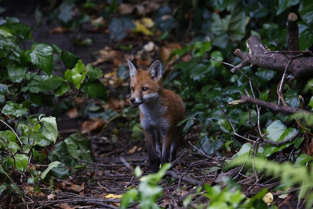 A family of urban foxes exploring in the garden