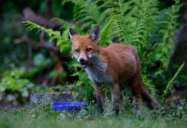 A family of urban foxes exploring in the garden