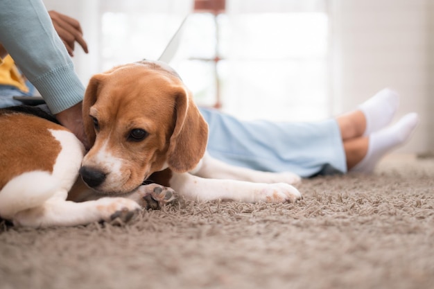 Family vacation mother daughter and beagle puppy relaxing on weekends in the house's leisure room