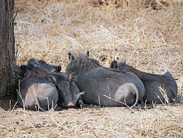 Foto famiglia di cinghiali che giacciono all'ombra sotto l'albero safari africano