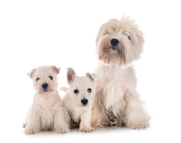 Family West Highland White Terrier in front 