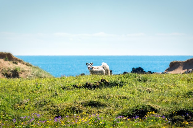 Photo family white sheep grazing in meadow on mountain pasture in countryside