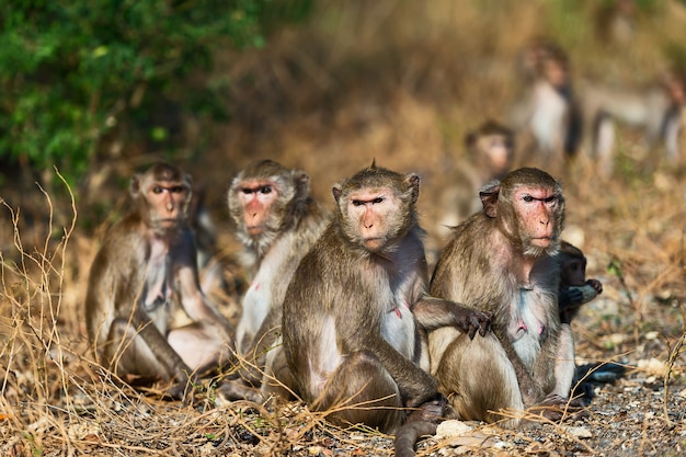 A family of wild monkeys sitting together in winter in Thailand