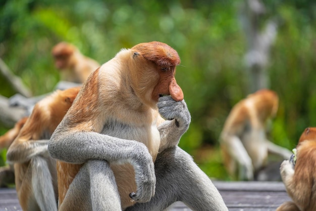 Family of wild Proboscis monkey or Nasalis larvatus in the rainforest of island Borneo Malaysia close up