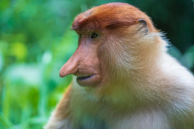 Family of wild Proboscis monkey or Nasalis larvatus in the rainforest of island Borneo Malaysia close up