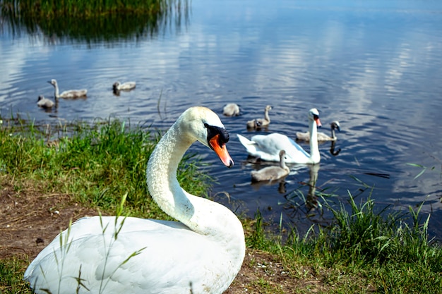 Family of wild swans on the lake. Strong proud bird. Natural wildlife. Close-up.