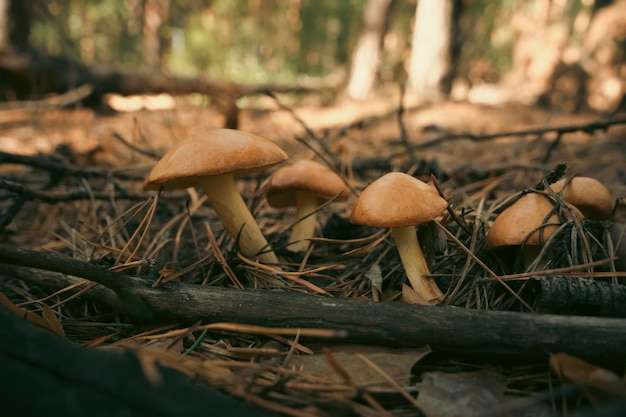 Family young butter mushrooms in pine forest