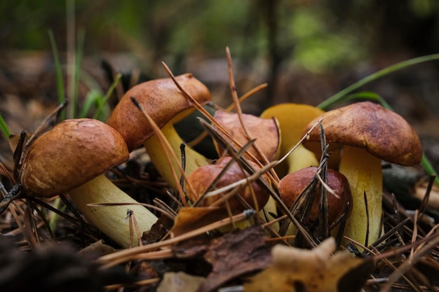 Family young butter mushrooms in pine forest