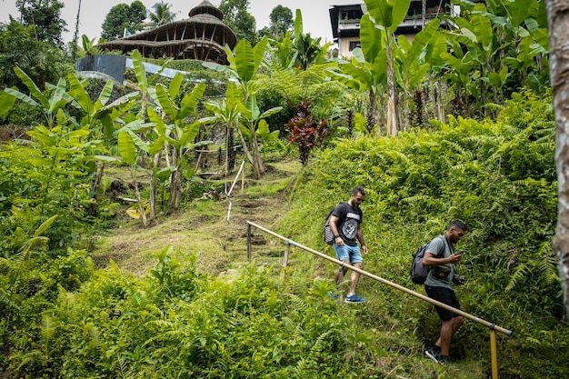 famous balinese rice terraces located in ubud