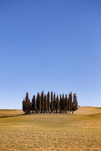 Famous cypress island