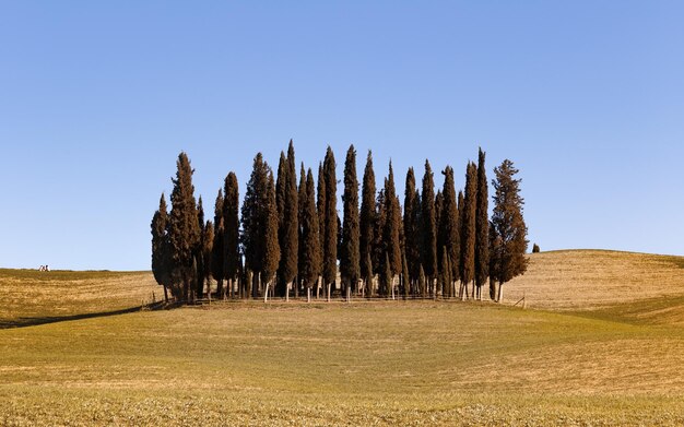 Famous cypress island