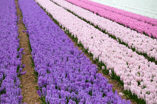 Famous dutch flower fields during flowering - rows of colorful hyacinths. netherlands