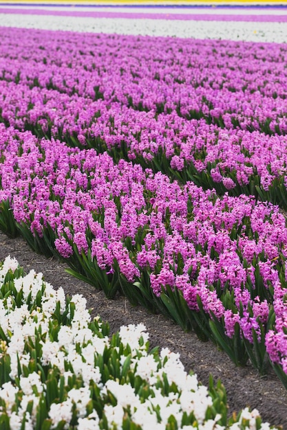 Famous Dutch flower fields during flowering - rows of colorful hyacinths. Netherlands