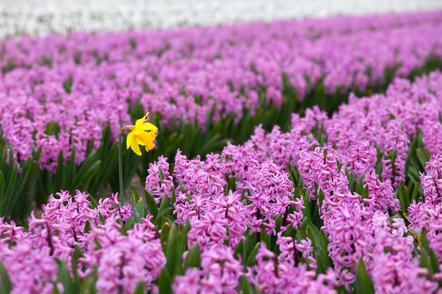 Famous Dutch flower fields during flowering - rows of colorful hyacinths. Netherlands