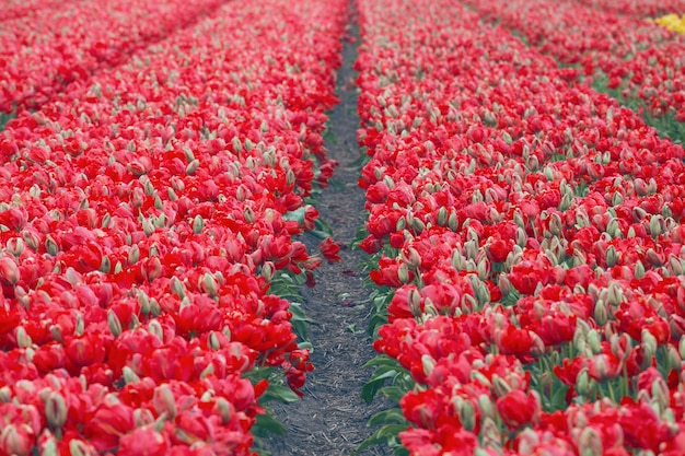 Famous Dutch flower fields during flowering - rows of red tulips. Netherlands