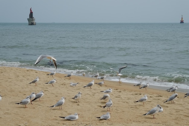 한국 부산의 유명한 해운대 해변